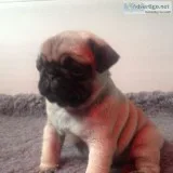 Smiling pug puppies ready for re-homing