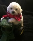 Quality bichon frise puppies for sale