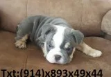 Beautiful english bulldog ready for new 