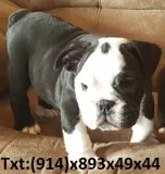 Brown chocolate english bulldogg pup rea