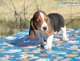 Basset hound puppies available