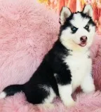 2 purebred siberian husky pups