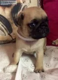 Neat pug puppies ready for re-homing