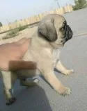 Gorgeous pug puppies ready for re-homing