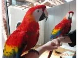 Male an female ready macaw for sale