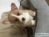 Quality pembroke welsh corgi puppies