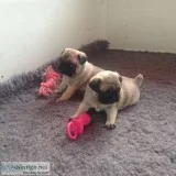Perfect pug puppies ready for re-homing