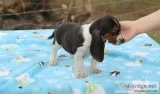 Registered basset hound puppies