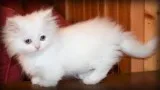 Munchkin kitten for sale 