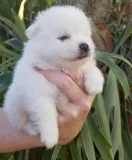 Female pomeranian for sale