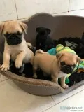 Cheerful pug puppies ready for re-homing