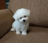Health bichon frise puppies for sale