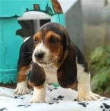 Basset hound puppies