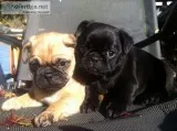 Homely pug puppies ready for re-homing