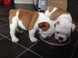 Akc english bulldog puppies