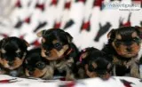 Male and female yorkshire terrier puppie