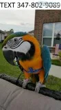 Gorgeous blue and gold macaws m/f