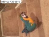 Baby blue and gold macaw 