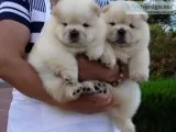 Beautiful chow chow boy and girl 