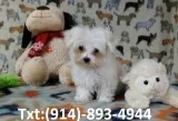 Beautiful maltese pup ready for rehoming