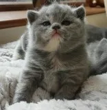 British short hair kittens