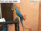 Bonded blue and gold macaws m/f