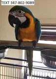 Dfsd proven pair blue and gold macaws 
