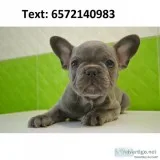 French bulldog, rare blue color for sale