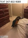 Sociable blue and gold macaws m/f
