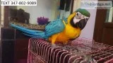 Affectionate blue and gold macaws