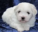 Teacup pomeranian pup looking for new ho