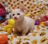 Reduced prices cutestl munchkin kittens