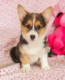 Pembroke welsh corgi puppies 