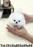 Cute teacup pomeranian pup looking for n