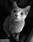 Precious russian blue kittens for sale
