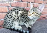 F3 and f5 savannah kitten