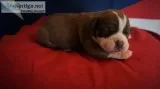 Chocolate olde english bulldogge ready f
