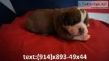 Beautiful olde english bulldogge for new