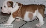 English bulldogg puppy looking for a new