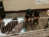 Akc registered doberman pinscher puppies