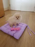  intelligent female pomeranian puppy