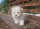 Nour maltese pups for sale