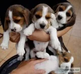Beautiful tri coloured beagle puppies
