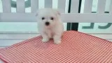Dawn maltese pups for sale