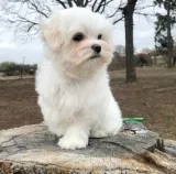 Uiur maltese pups for sale