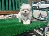Iokm maltese pups for sale