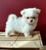 Mmour maltese pups for sale