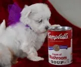 Kiomn maltese pups for sale