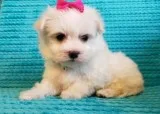 Pjour maltese pups for sale