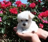 Stunning maltese puppy